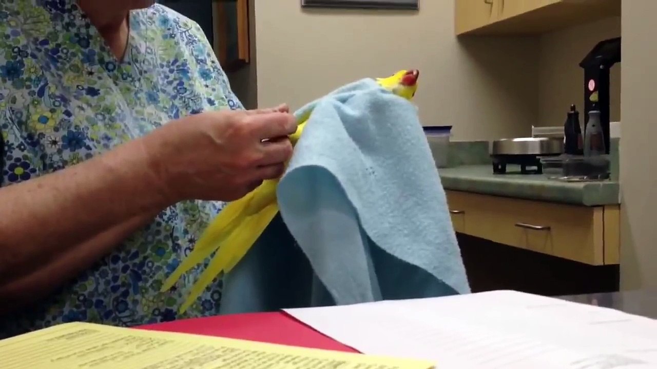 Bowie's first checkup at the Vet Dailymotion Video