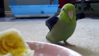 Green Parrot -Koolaid talks to hard-boiled egg -Video dailymotion