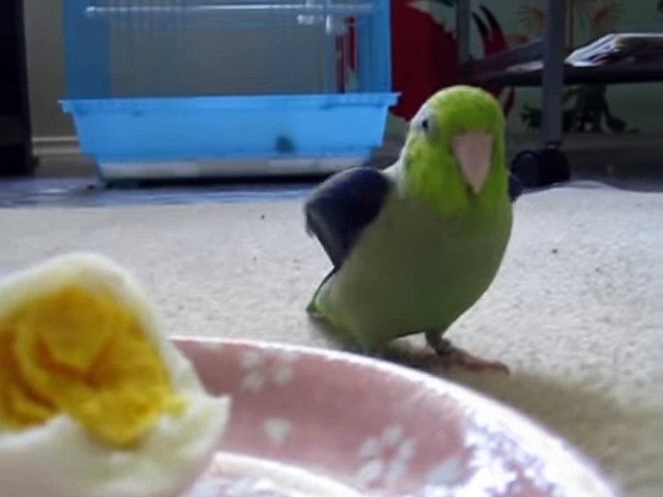Green Parrot -Koolaid talks to hard-boiled egg -Video dailymotion