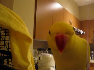 Bowie Talking becauz He Doesn't Wanna Go To Bed -Dailymotion Video