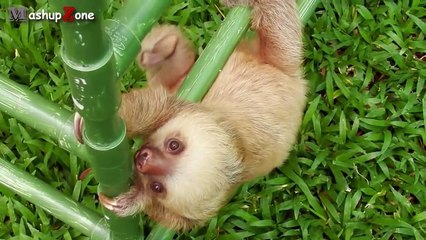 Cute Sloth - A Funny And Cute Sloth Videos Compilation 2015