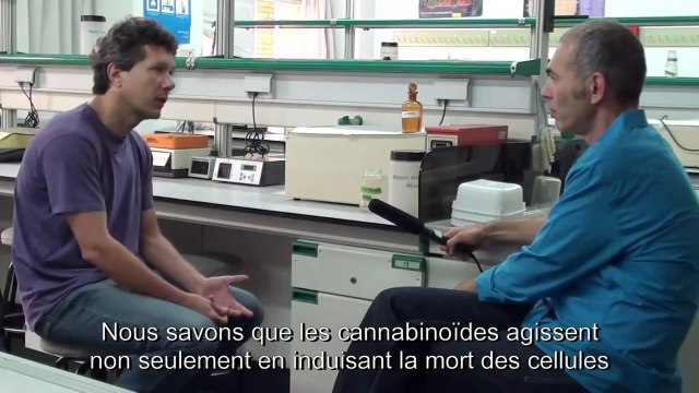 Utiliser le cannabis contre le cancer ? (STFR)