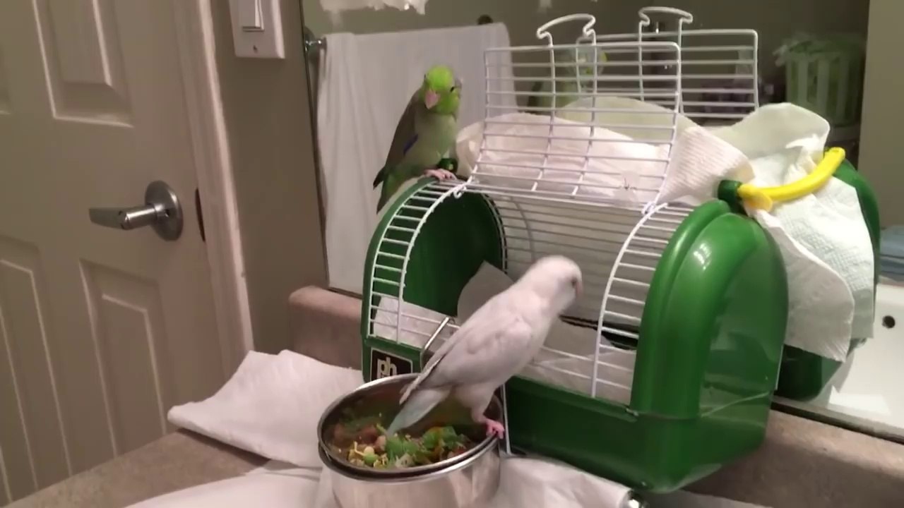 Correct version of Smokey's egg bum - Video Dailymotion