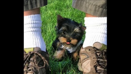 Najmanji psi na svijetu