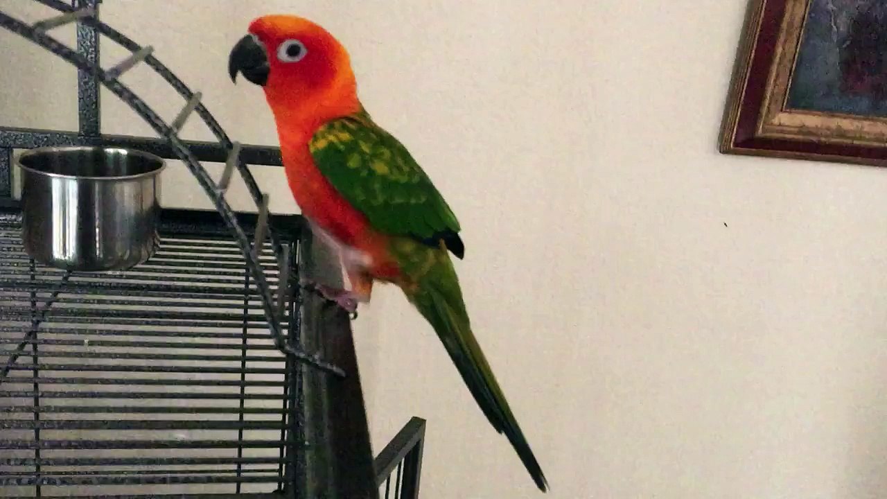 Roxy drinking orange Juice