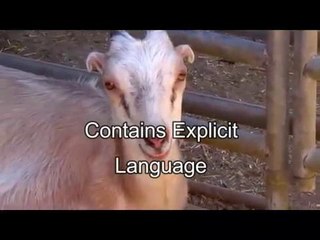 cute funny animals, and a bit rude