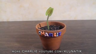 Sharing Bubble GUM with Charlie the Flytrap (查理 捕蠅草吃口香糖)