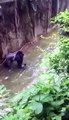 Un gorille abattu après la chute d’un enfant dans son enclos (Cincinnati)