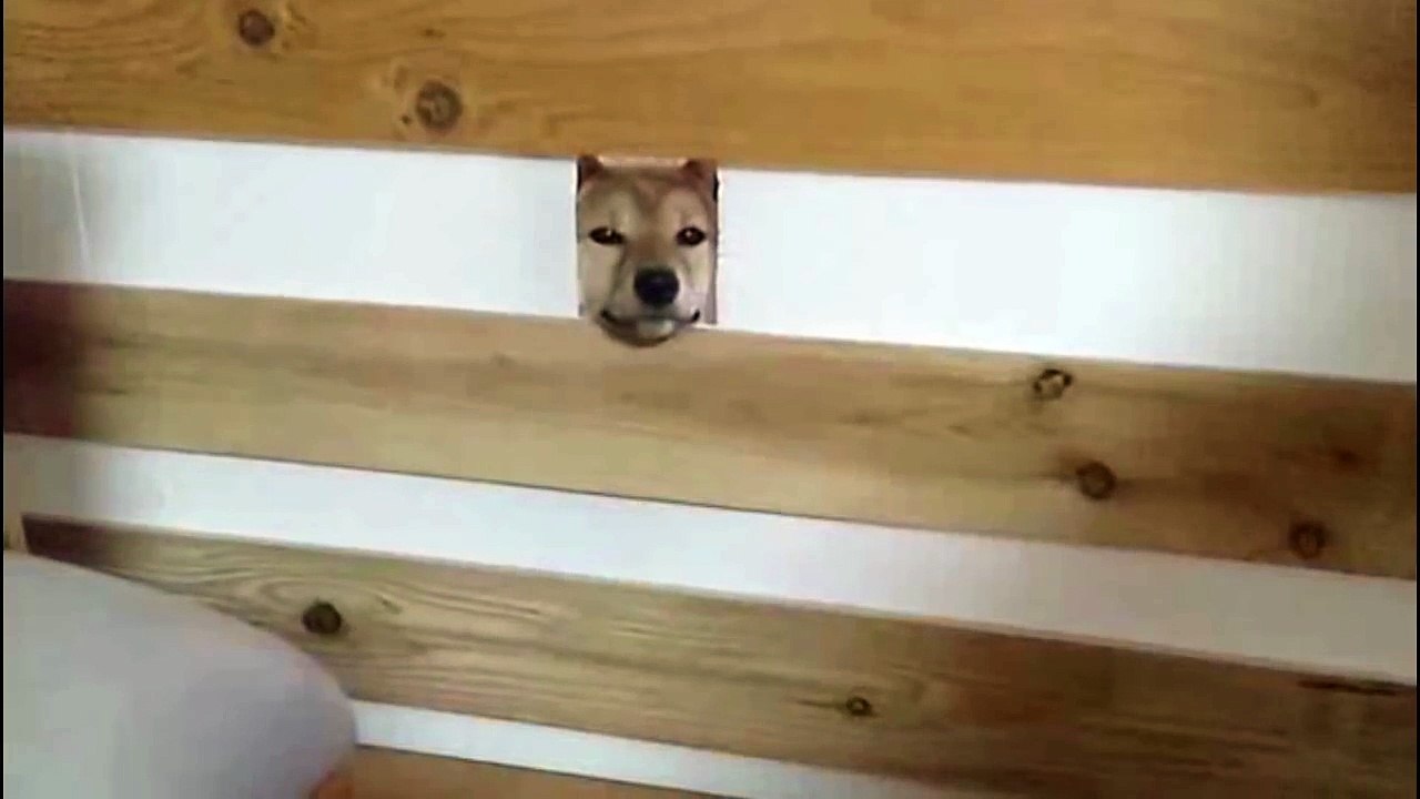 柴犬 隙間から顔