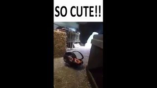 Mom Put Her Baby On The Floor. Now Watch The Horse’s Reaction.