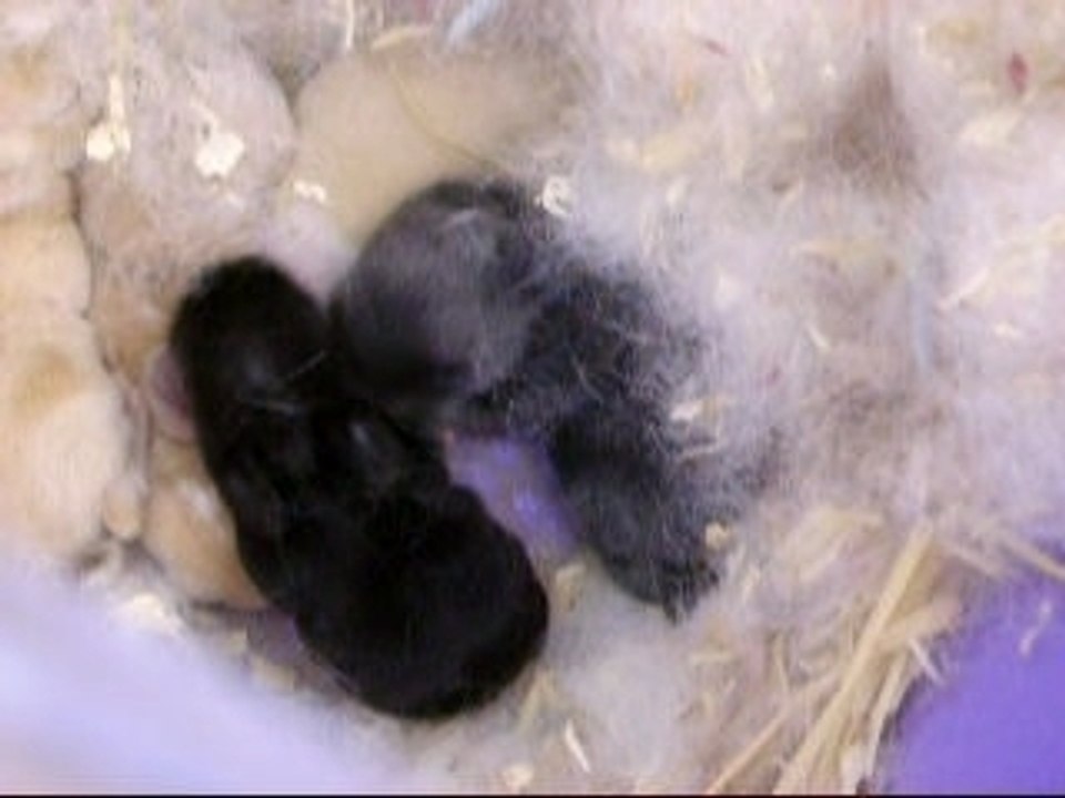 bébés de Willow
