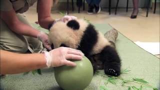 Panda Cub Has a Ball - Xiao Liwu's 18th Exam