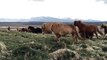 Icelandic Horses are Super Friendly | The Icelandic horse