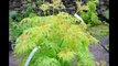 Lemony Lace Sambucus   at HH Farm     In Bucks County