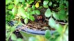 A Place For Birders In Bucks County    At HH Farm