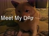 Cute Dog Shiba Inu says I love you