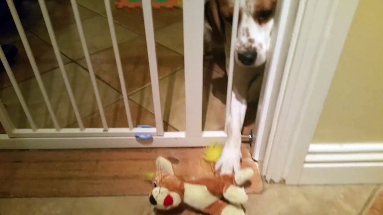Cute Dog Struggles To Get Back His Toy