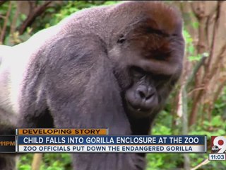 Child falls into gorilla enclosure at zoo