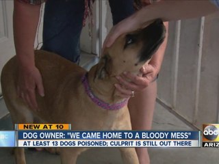 (Jon) A dozen dogs found dead in west Phoenix