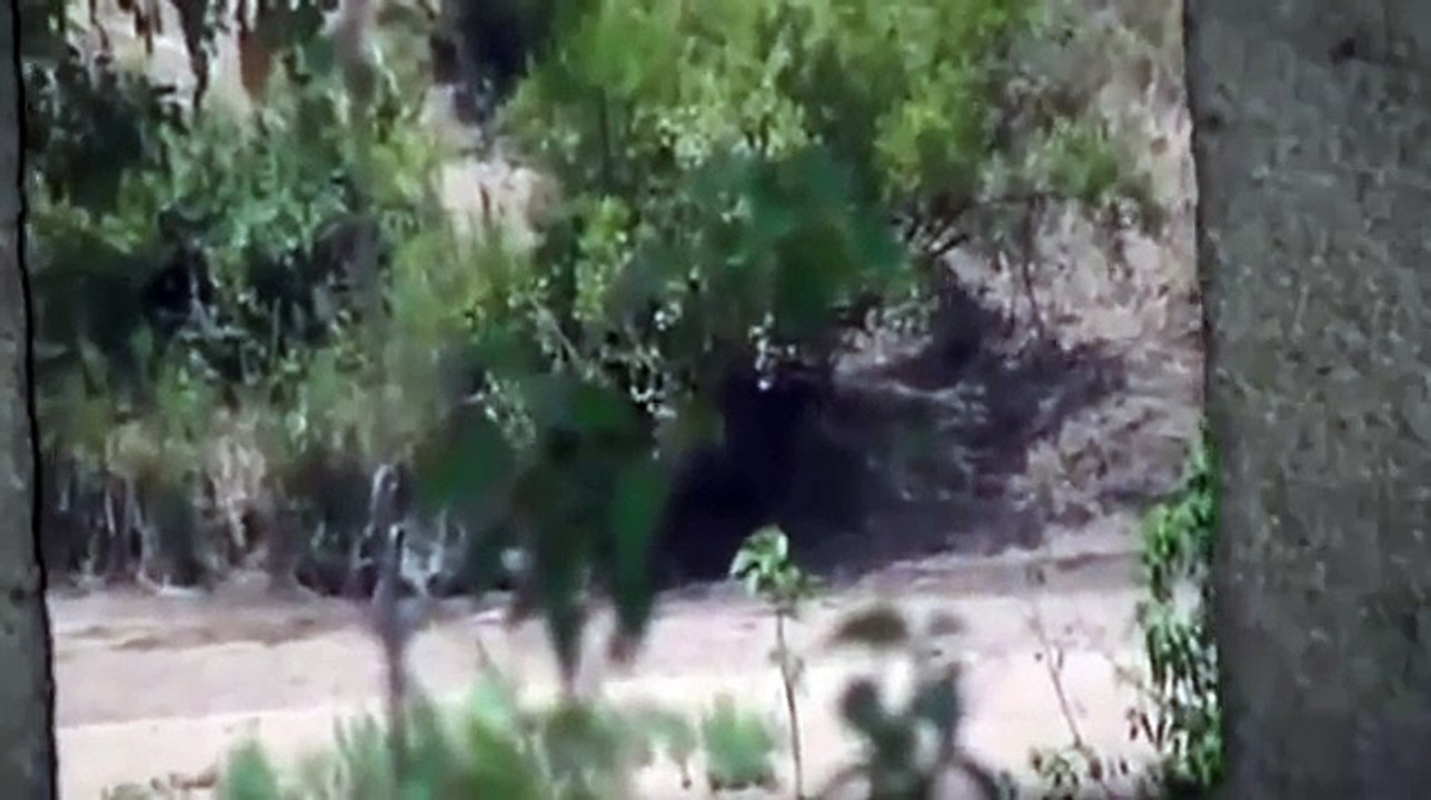 WONDERFUL ELEPHANT Saved life of a Buffalo from The Pride of Lions