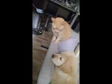 Dog Wants to Be Friends With Uncaring Cat
