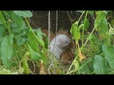 Litter of Newborn Kittens Found in Forest