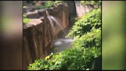 Gorilla grabs child who's fallen into habitat at Cincinnati Zoo.