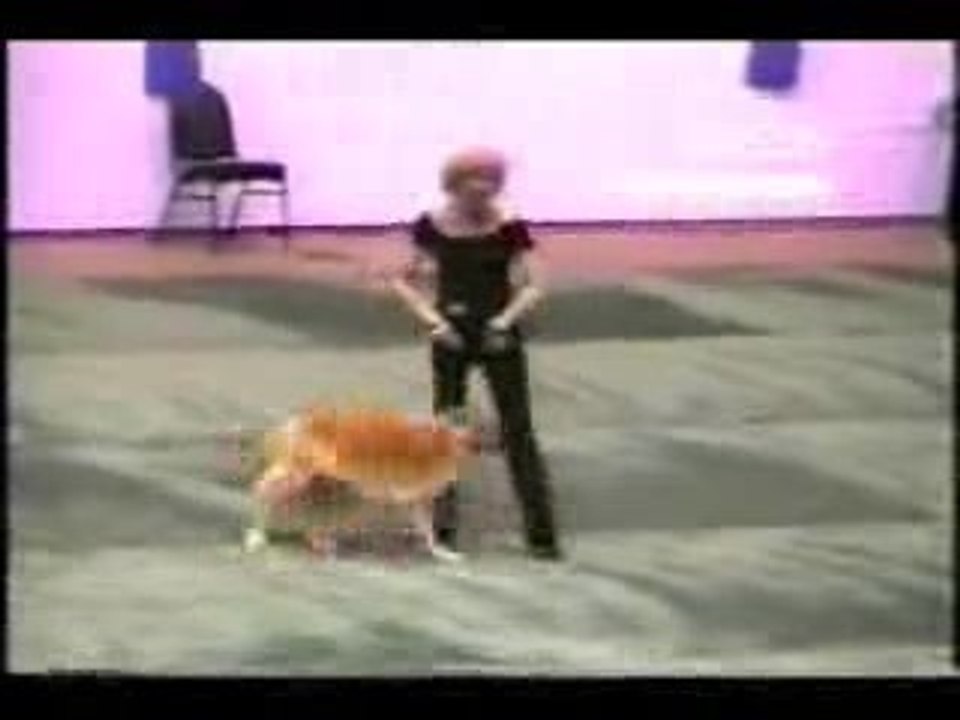 grease avec un chien