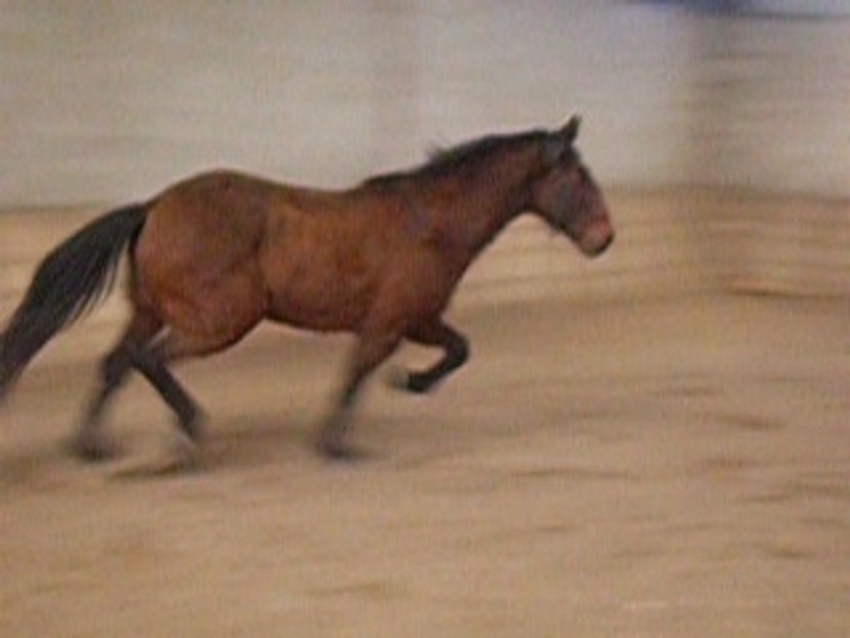 Mars 2007 Obstacle en liberté