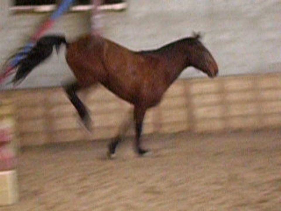 Reitor, Mars 2007 Obstacle en lib