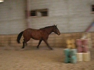 Reitor, Saut en liberté