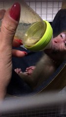 Aris日本ザル japanese monkey