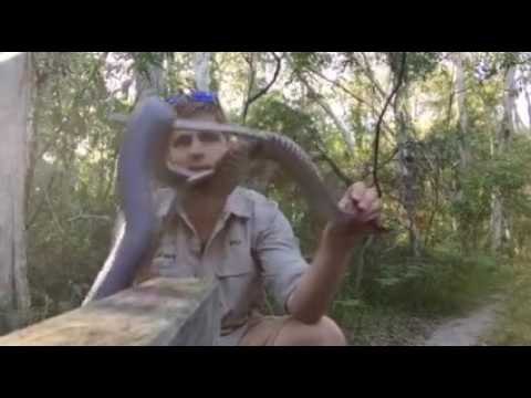 How to Release a Red-Bellied Black Snake Back Into the Wild