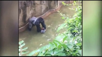 Etats-Unis un enfant tombe dans l'enclos d'un gorille (Breakforbuzz)