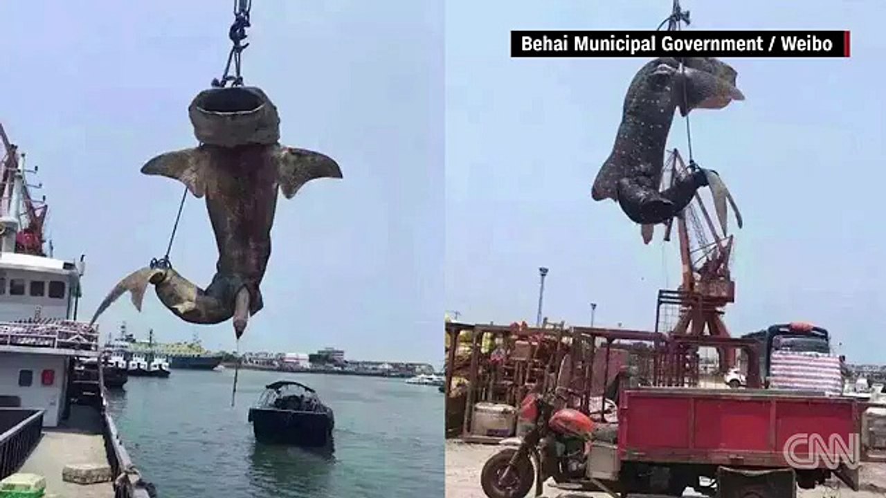 Shark's death sparks outrage online
