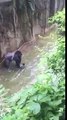 Chute d'un enfant dans l'enclos d'un gorille qui sera abattu par la suite au Zoo