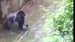 Chute d'un enfant dans l'enclos d'un gorille qui sera abattu par la suite au Zoo