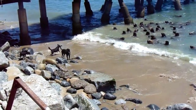Bataille de territoire entre lions de mer et chiens !