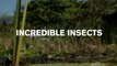 Удивительные Насекомые / Incredible Insects / 2015 / HD