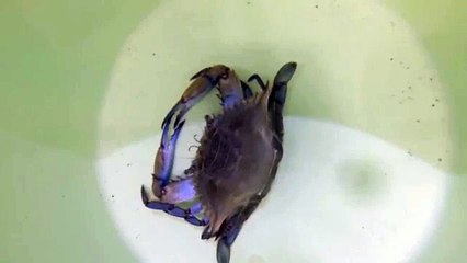 Un crabe mue et change de carapace !