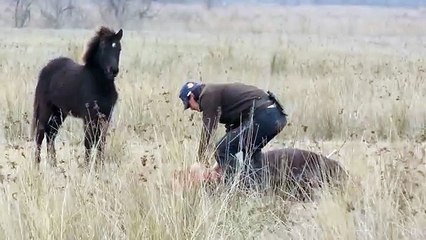 Un Cavallo Ha Le Zampe Anteriori Legate E Non Può Galoppare: Ecco Come è Stato Liberato