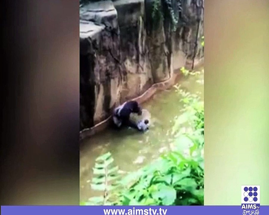 فلمی سین حقیقت میں ۔ ۔ ۔ کنگ کونگ بچے کو اپنے ساتھ لے گیا یقین نہ اآئے تو اس ویڈیو میں دیکھیں