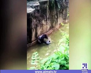 فلمی سین حقیقت میں ۔ ۔ ۔ کنگ کونگ بچے کو اپنے ساتھ لے گیا یقین نہ اآئے تو اس ویڈیو میں دیکھیں