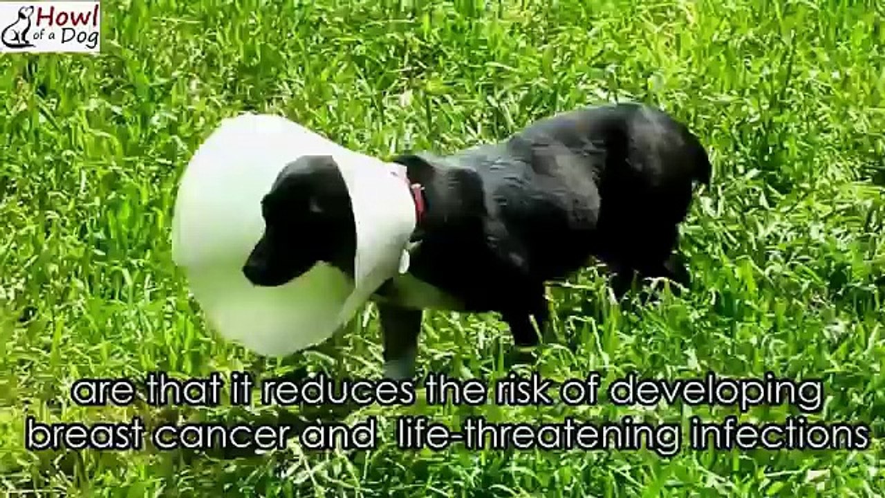 Trovano Un Cane Solo E Triste Sulla Strada... Guardate La Sua Espressione Dopo Pochi Giorni