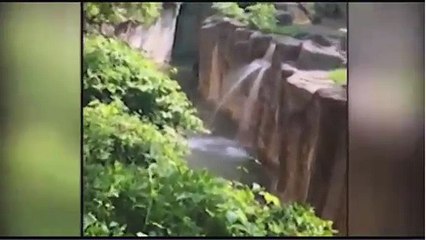 Gorilla grabs the child fallen into habitat at Cincinnati zoo