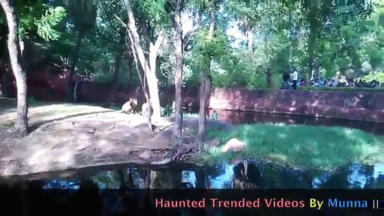 Drunk Man Jumps Into Lion Cage In Nehru Zoological Park, Escapes Unhurt