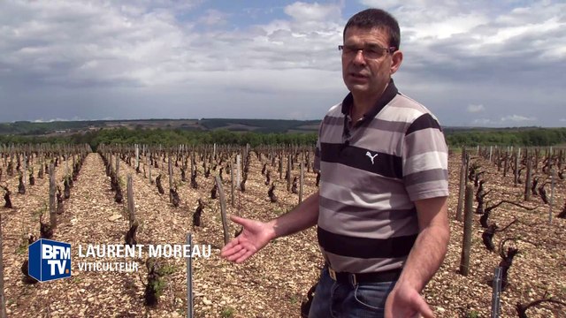 Intempéries: les vignobles ravagés par la grêle du week-end