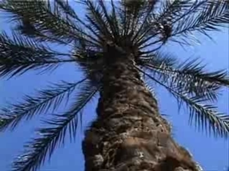 Tamerza