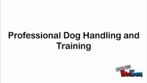 Professional Dog Handling and Training