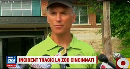O gorila a fost impuscata dupa ce un baietel a cazut in tarcul animalului, la zoo. Ce a incercat sa faca animalul